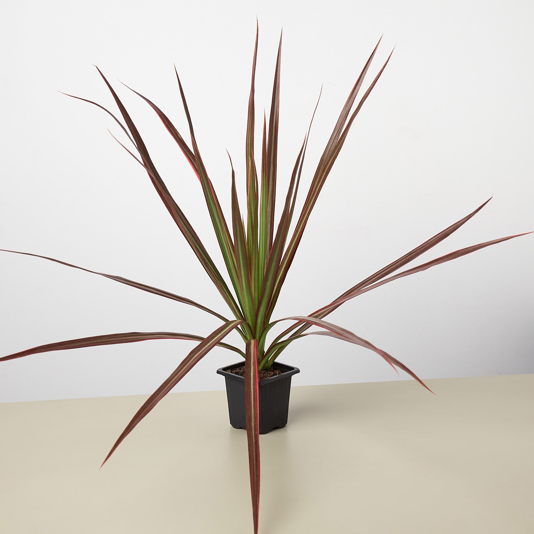 Dracaena 'Colorama'-Indoor Plants-The Succulent Source