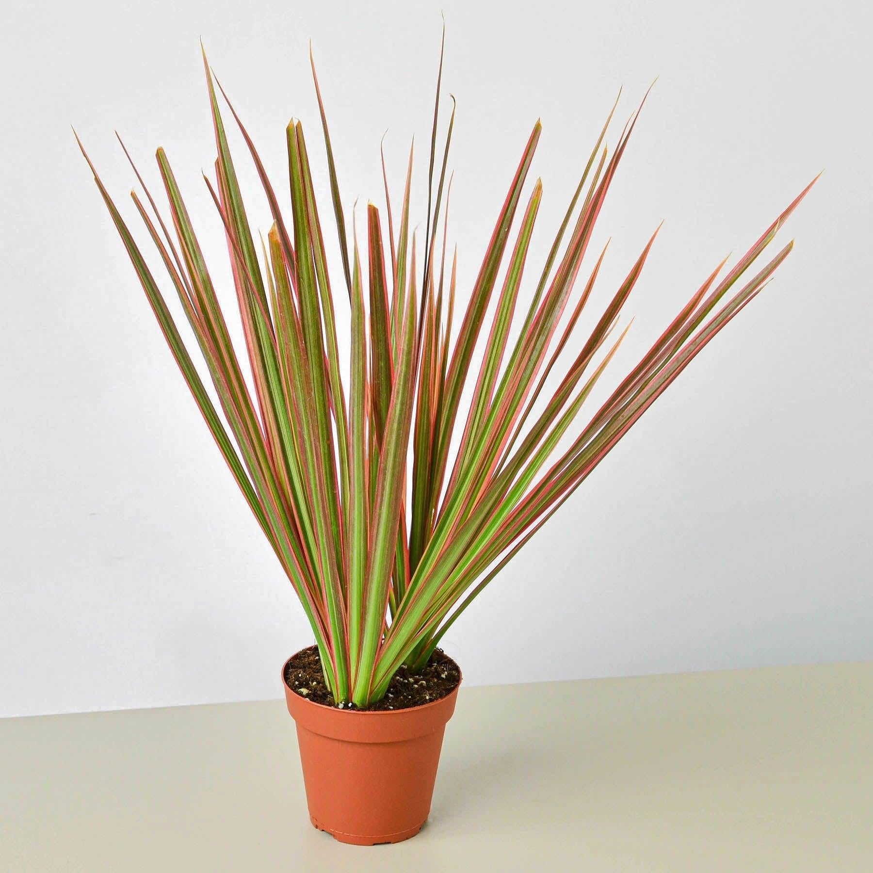 Dracaena 'Colorama'-Indoor Plants-The Succulent Source