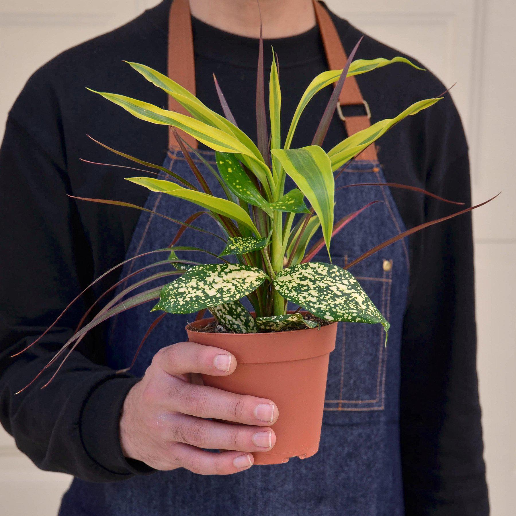 Dracaena 'Combo'-Indoor Plants-The Succulent Source