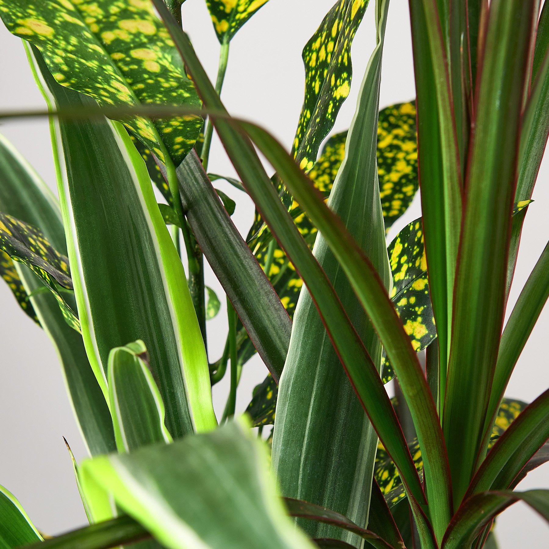 Dracaena 'Combo'-Indoor Plants-The Succulent Source