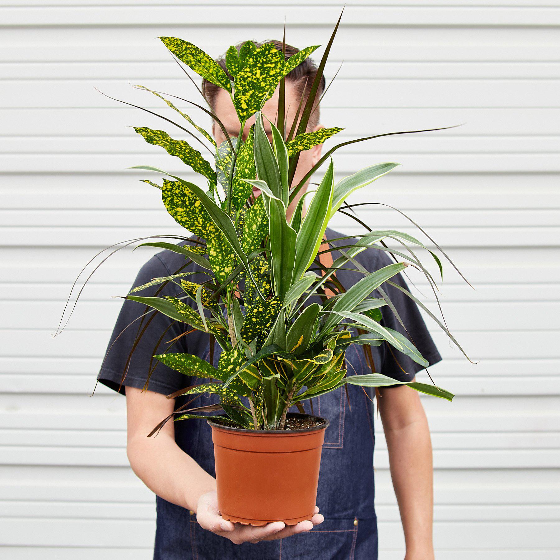 Dracaena 'Combo'-Indoor Plants-The Succulent Source