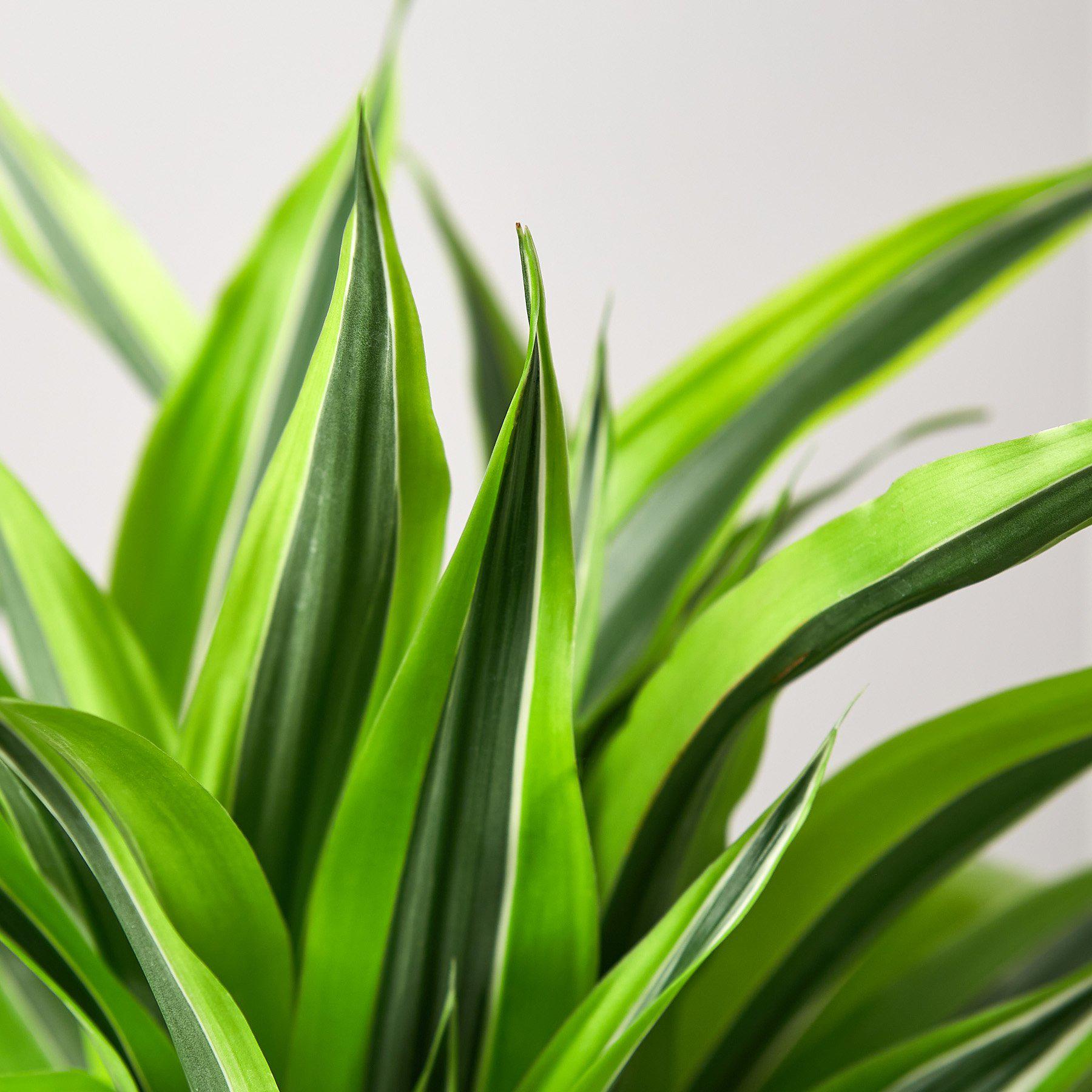 Dracaena Deremensis 'Lemon Lime'-Indoor Plants-The Succulent Source