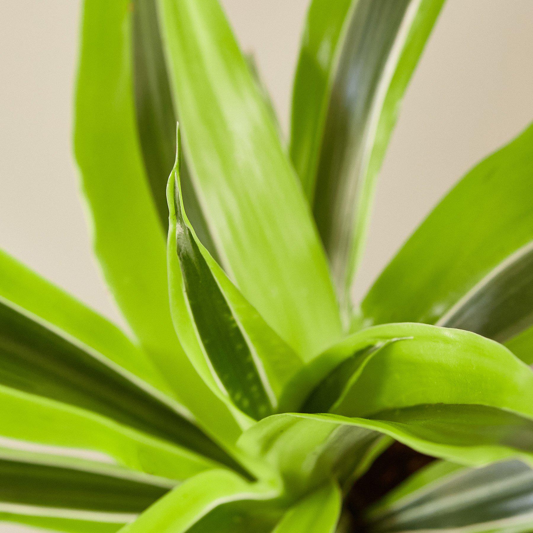 Dracaena Deremensis 'Lemon Lime'-Indoor Plants-The Succulent Source