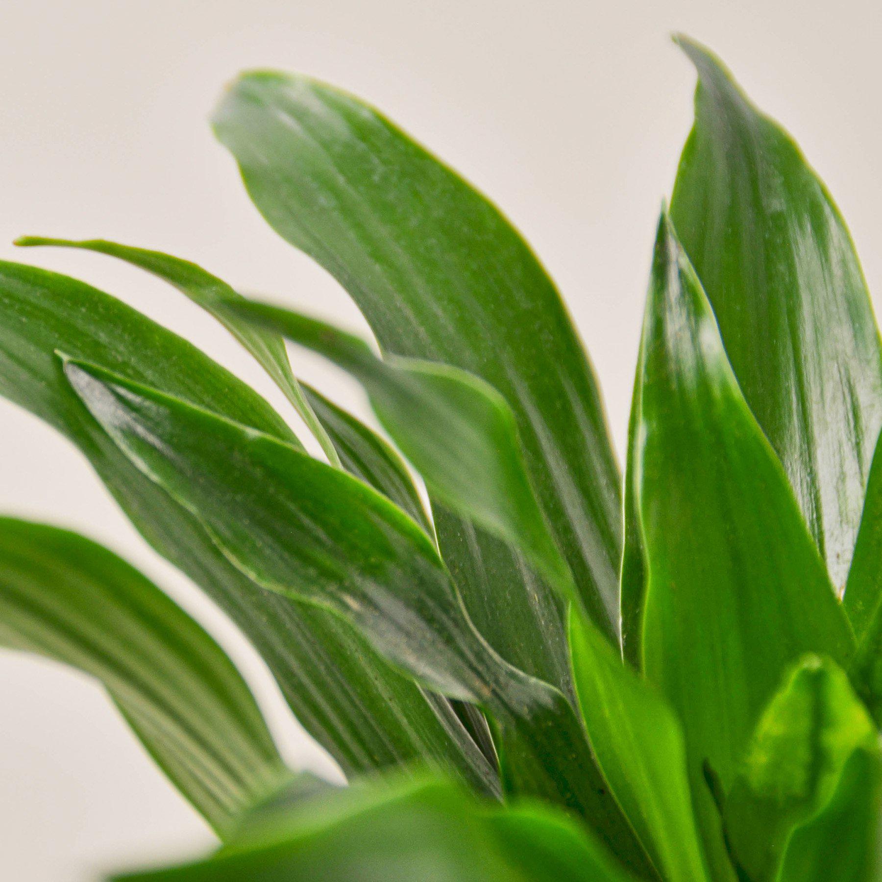 Dracaena 'Janet Craig'-Indoor Plants-The Succulent Source