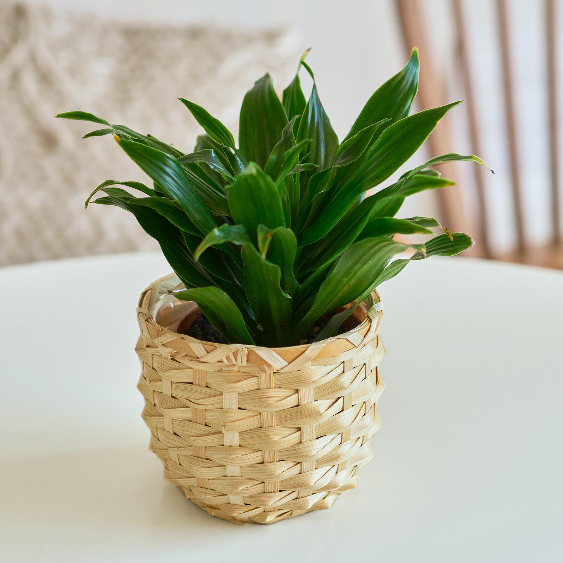 Dracaena 'Janet Craig'-Indoor Plants-The Succulent Source
