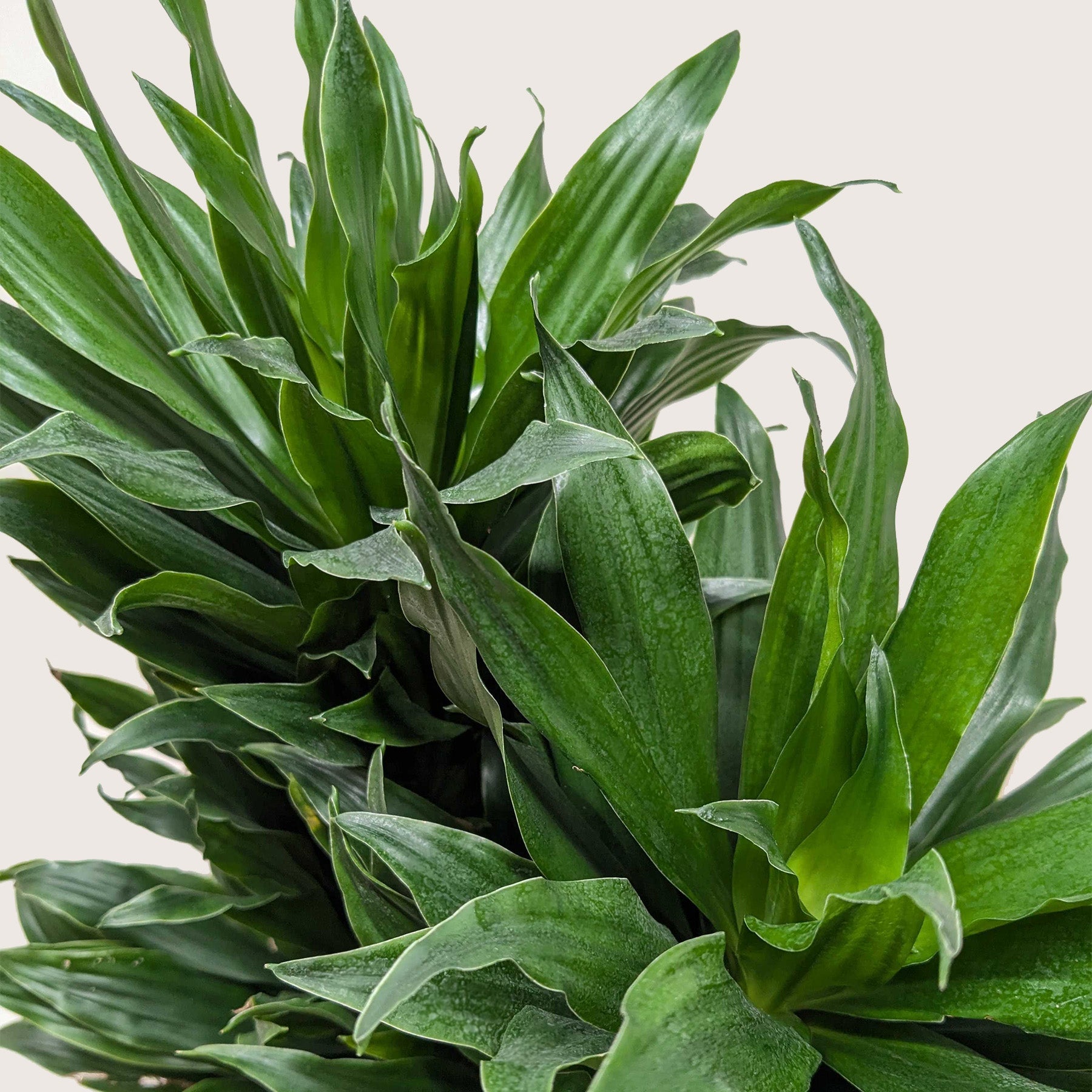 Dracaena 'Janet Craig'-Indoor Plants-The Succulent Source