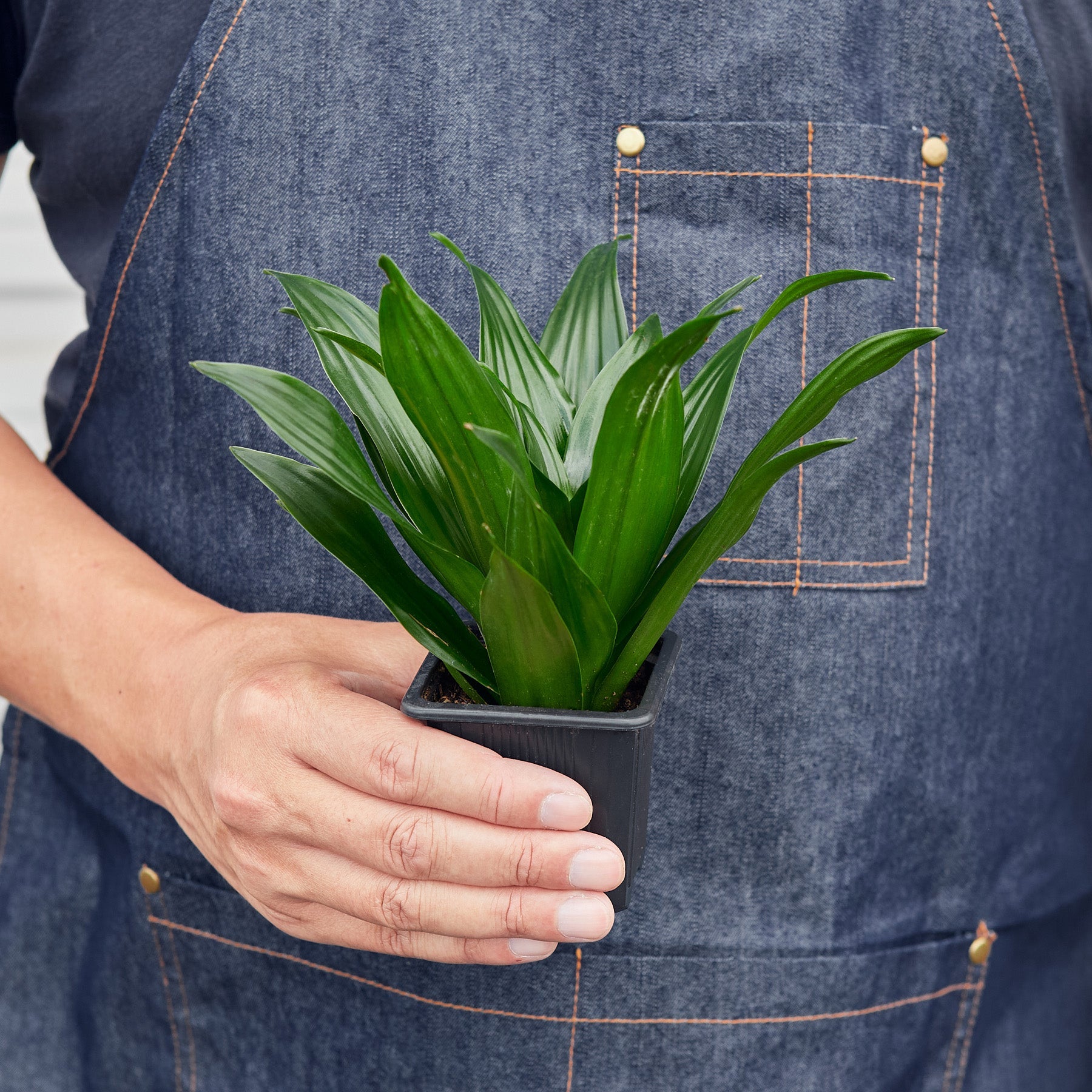 Dracaena 'Janet Craig'-Indoor Plants-The Succulent Source