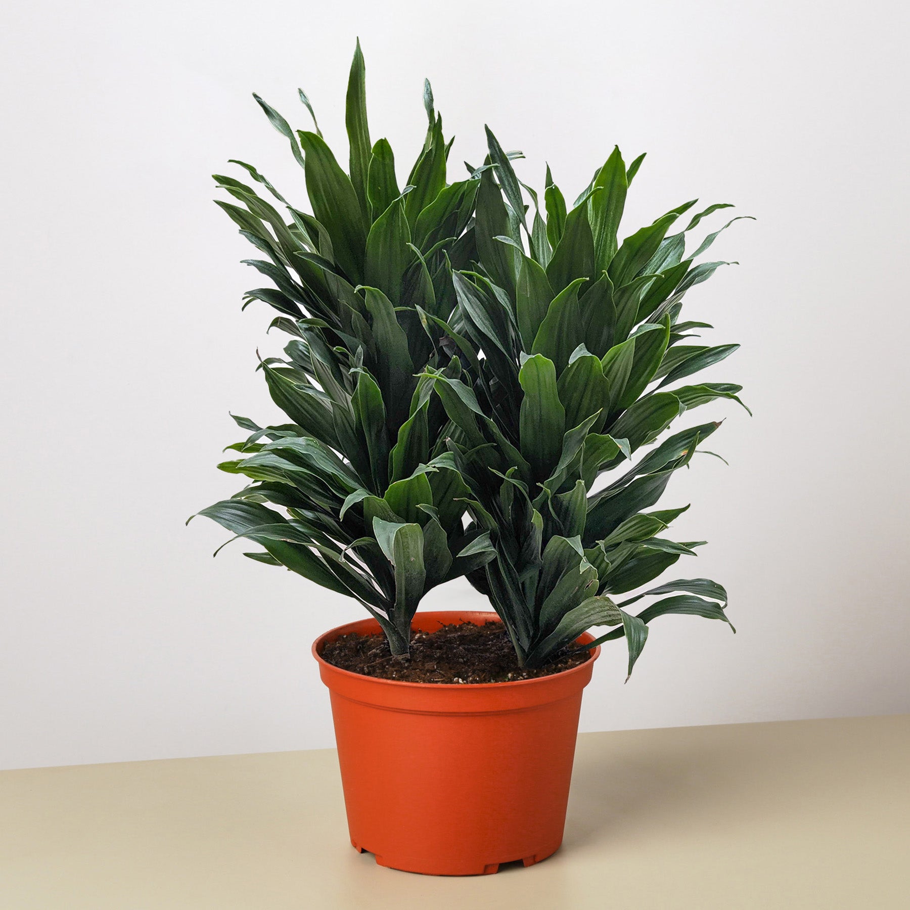 Dracaena 'Janet Craig'-Indoor Plants-The Succulent Source