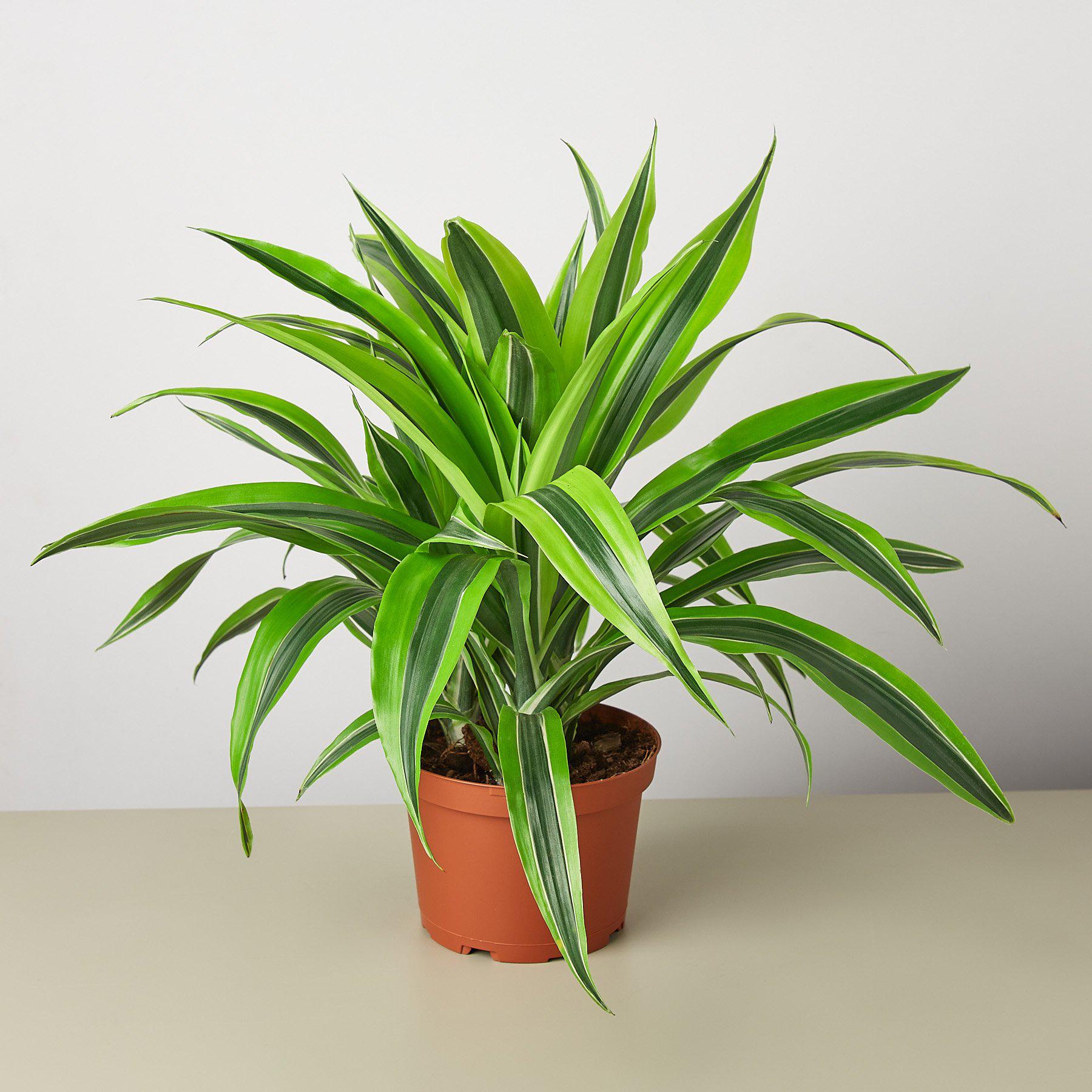 Dracaena Deremensis 'Lemon Lime'-Indoor Plants-The Succulent Source
