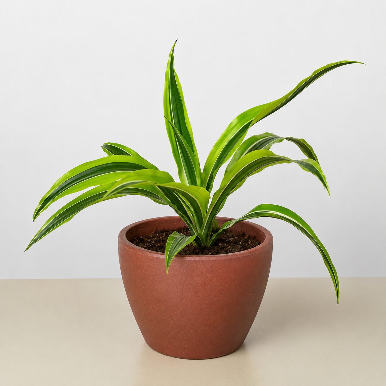 Dracaena 'Lemon Lime'-Indoor Plants-The Succulent Source