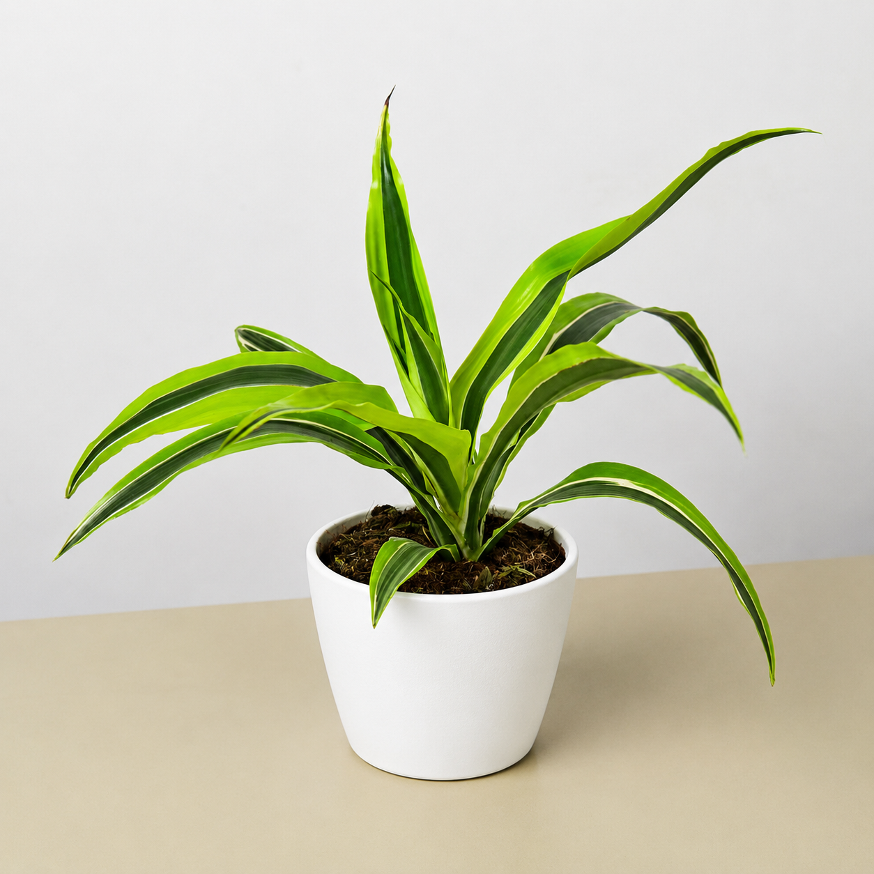 Dracaena 'Lemon Lime'-Indoor Plants-The Succulent Source