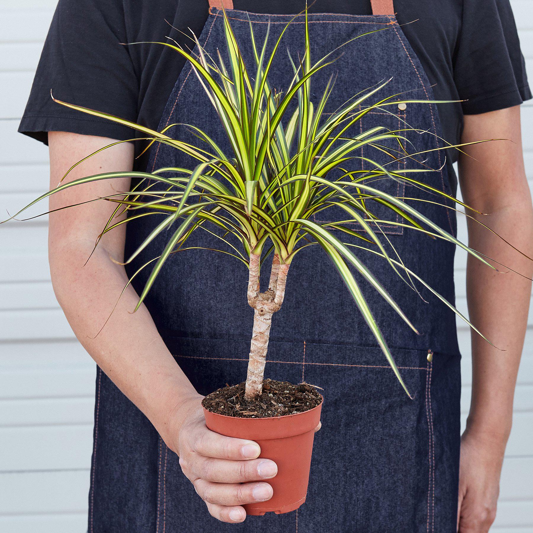 Dracaena Marginata 'Sunshine'-Indoor Plants-The Succulent Source