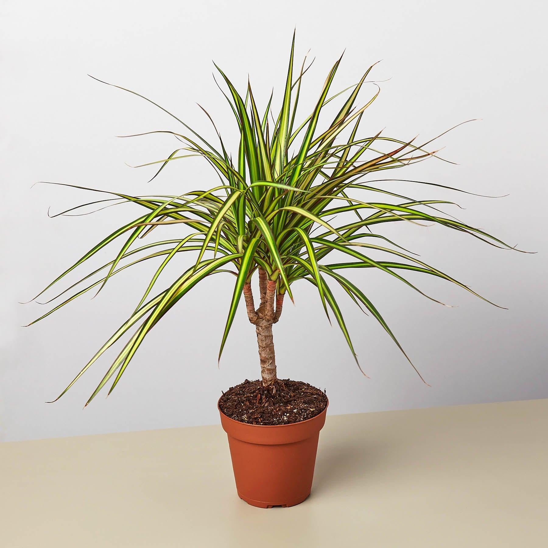 fancy dracaena marginata plant Dracaena Marginata 'Sunshine'