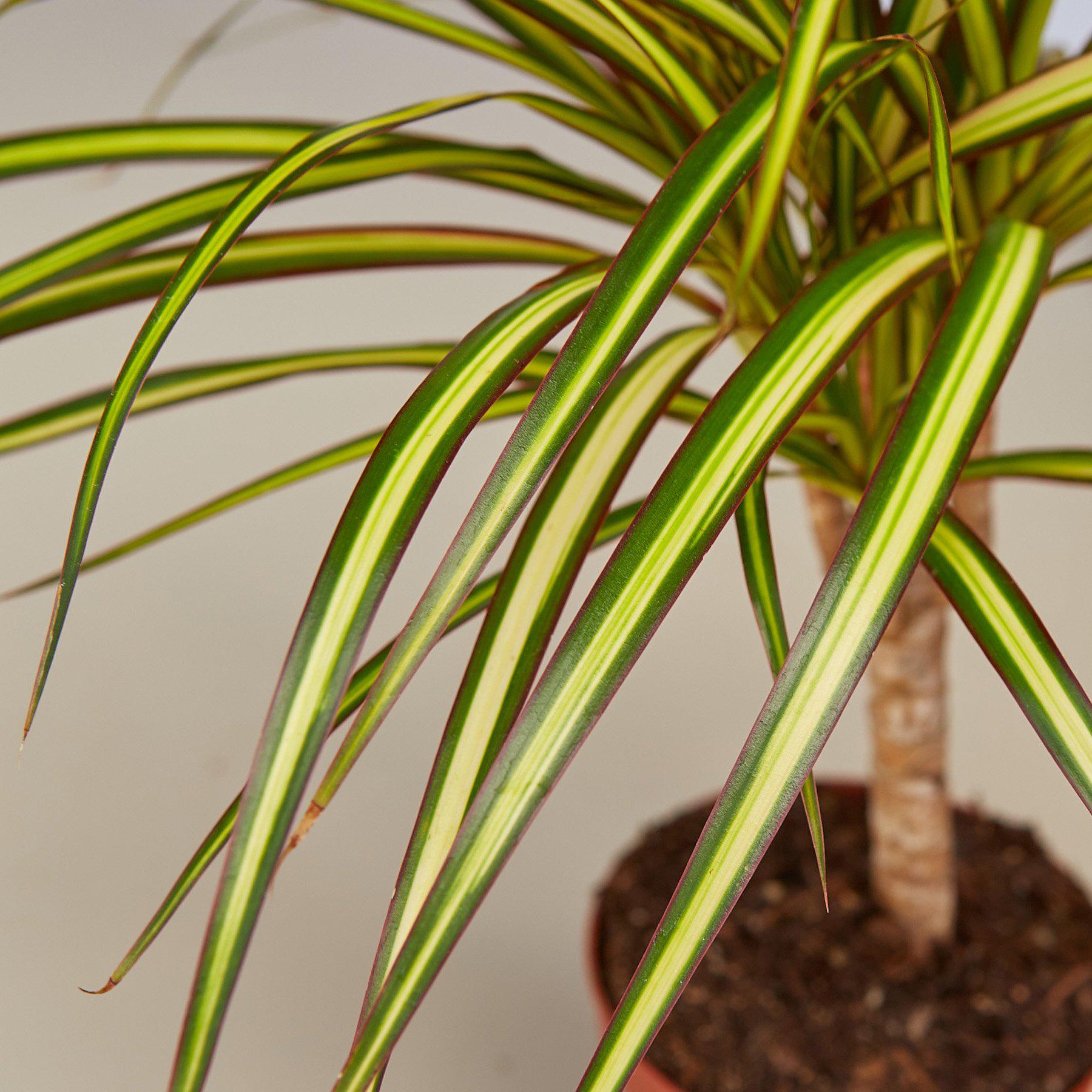 Dracaena Marginata 'Sunshine'-Indoor Plants-The Succulent Source