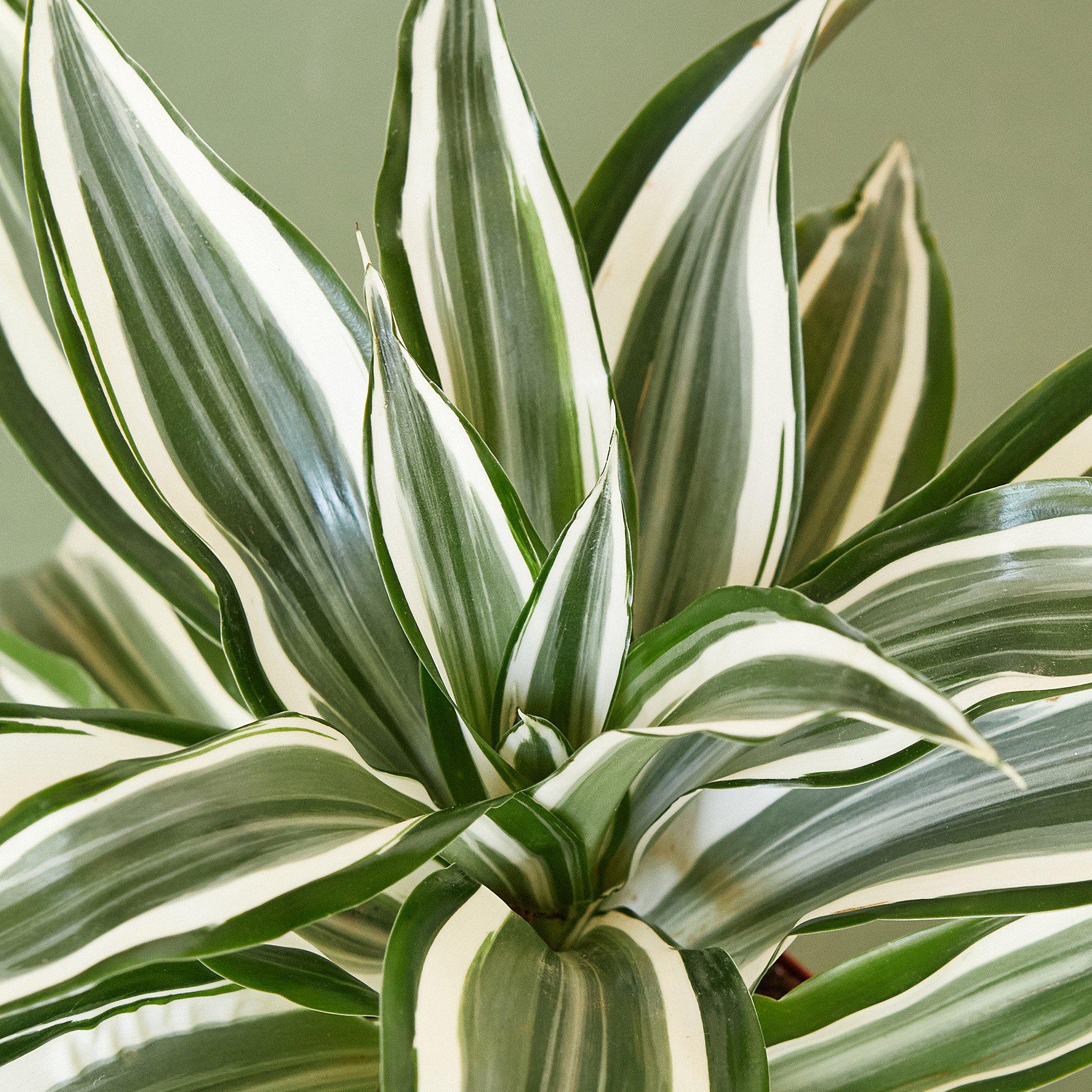 Dracaena Warneckii 'White Jewel'-Indoor Plants-The Succulent Source