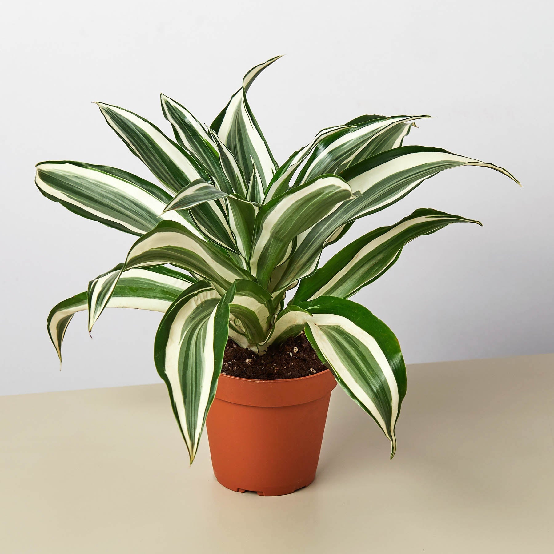 is dracaena a succulent Dracaena Warneckii 'White Jewel'