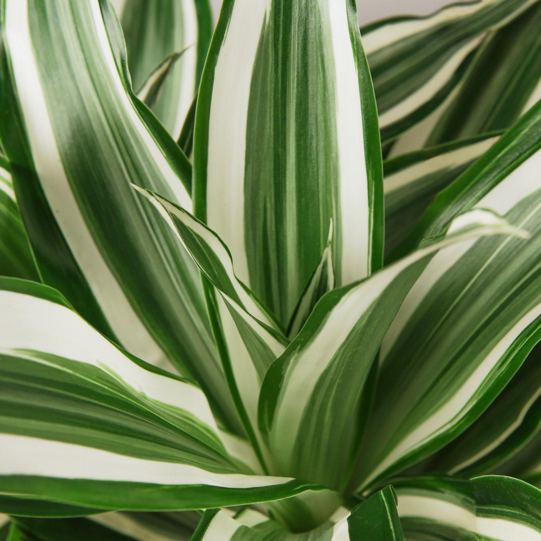 Dracaena Warneckii 'White Jewel'-Indoor Plants-The Succulent Source