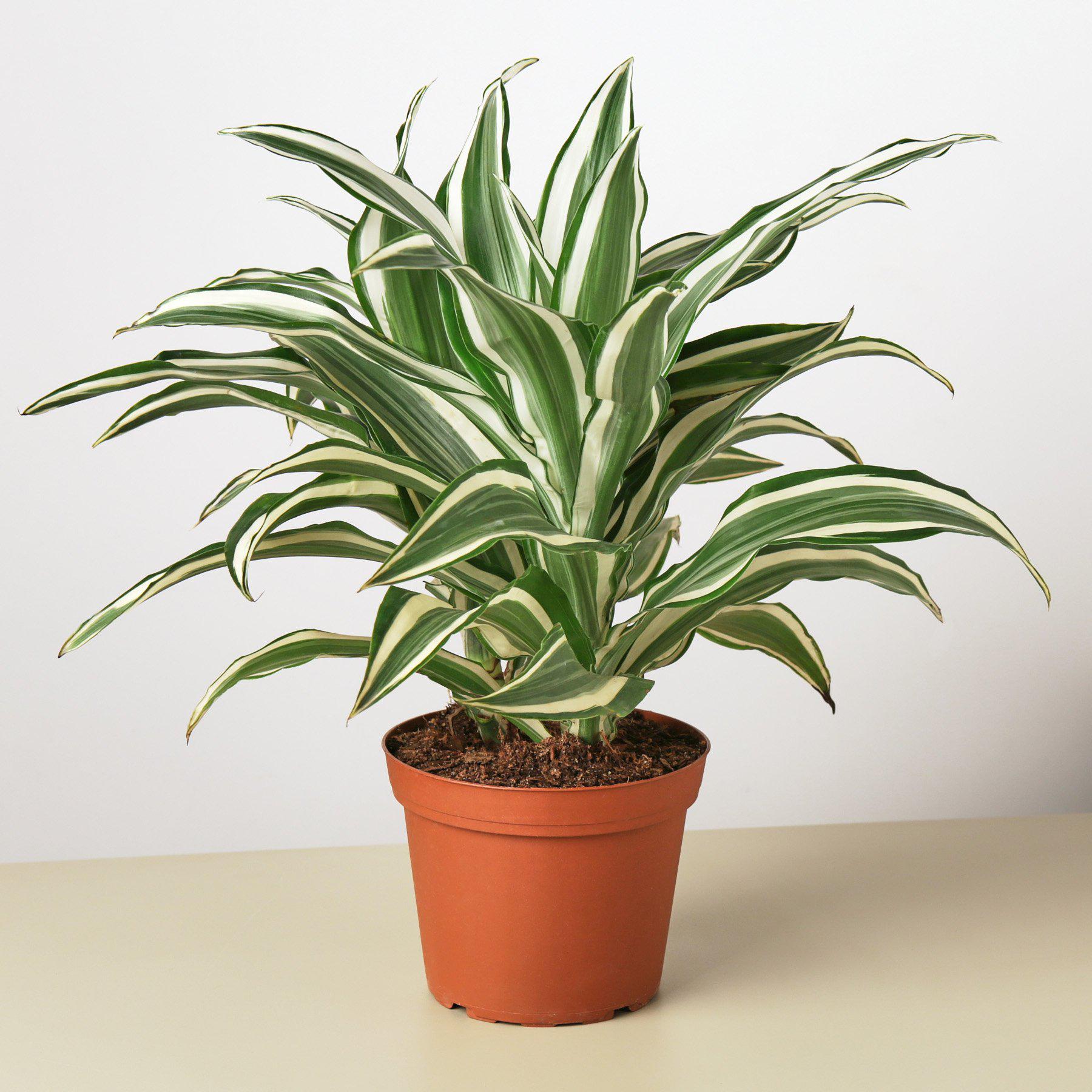 Dracaena Warneckii 'White Jewel'-Indoor Plants-The Succulent Source