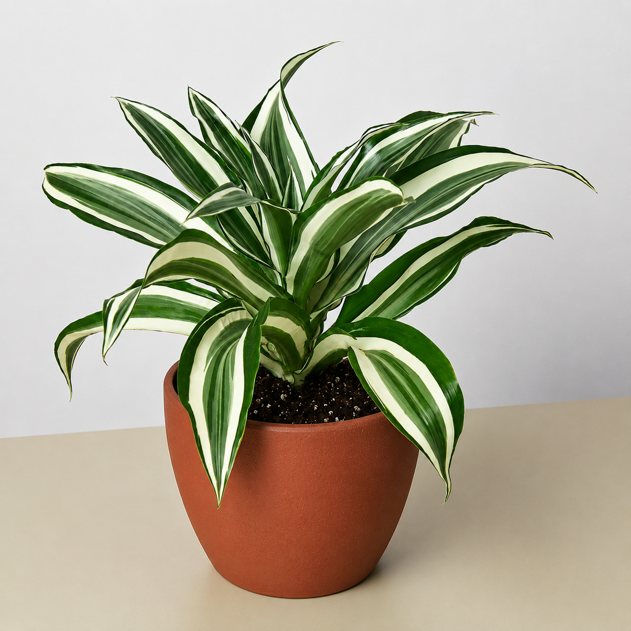 Dracaena Warneckii 'White Jewel'-Indoor Plants-The Succulent Source