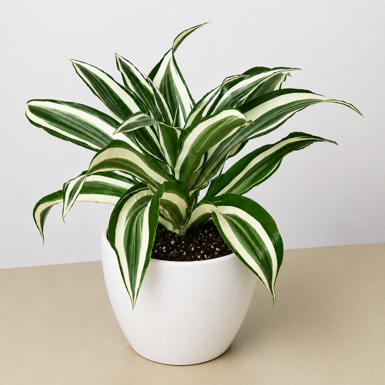 Dracaena Warneckii 'White Jewel'-Indoor Plants-The Succulent Source