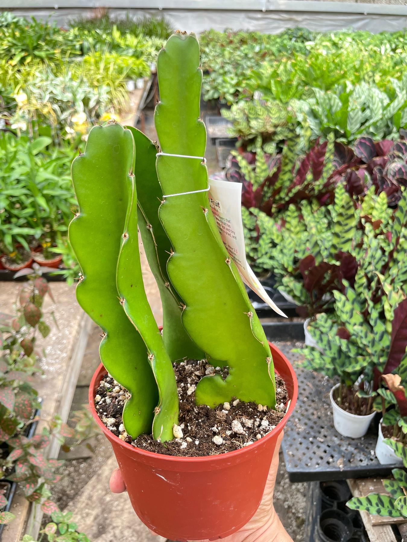 Dragon Fruit (Pitaya)-Indoor Plants-The Succulent Source