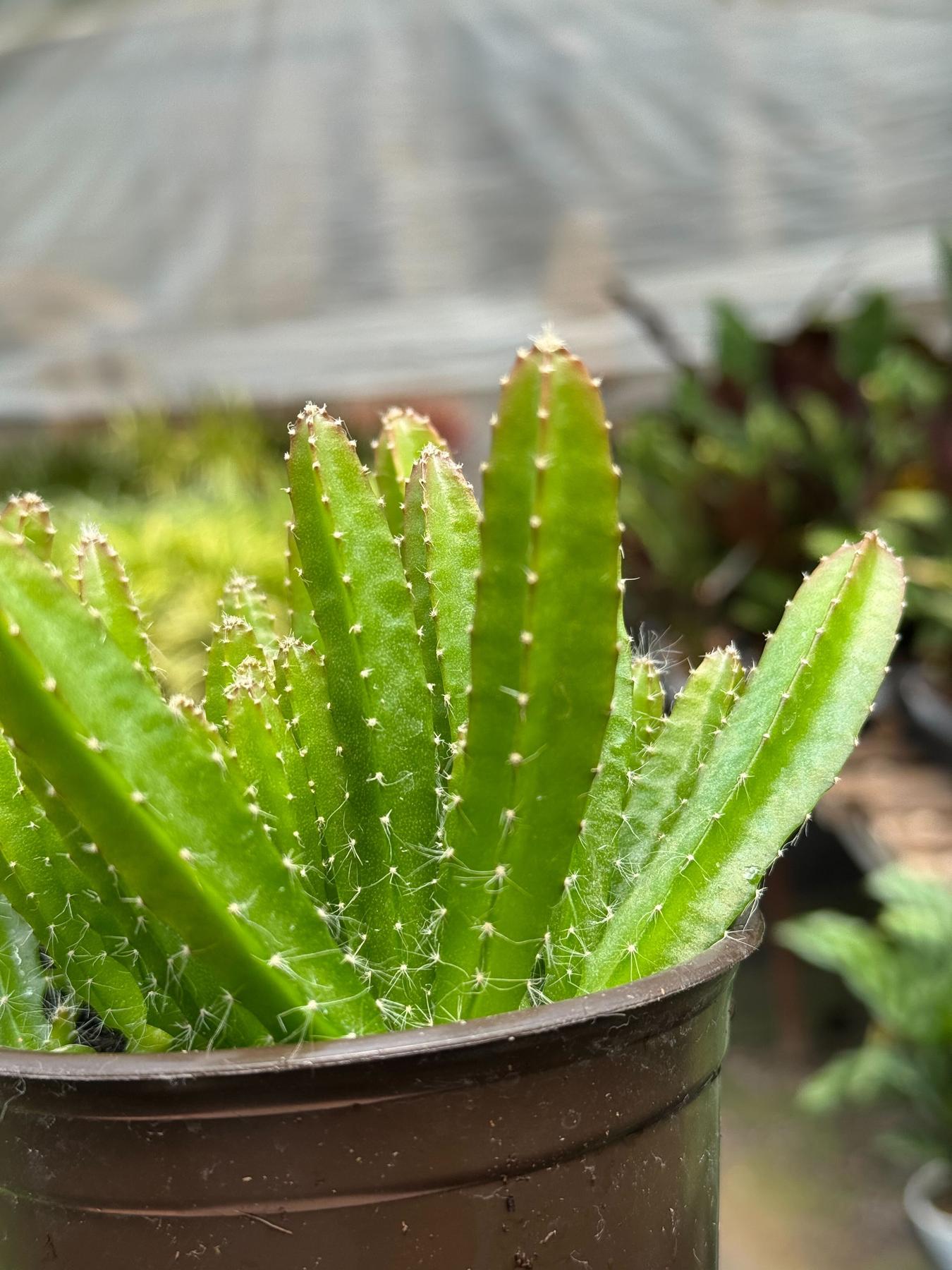 Dragon Fruit (Pitaya)-Indoor Plants-The Succulent Source