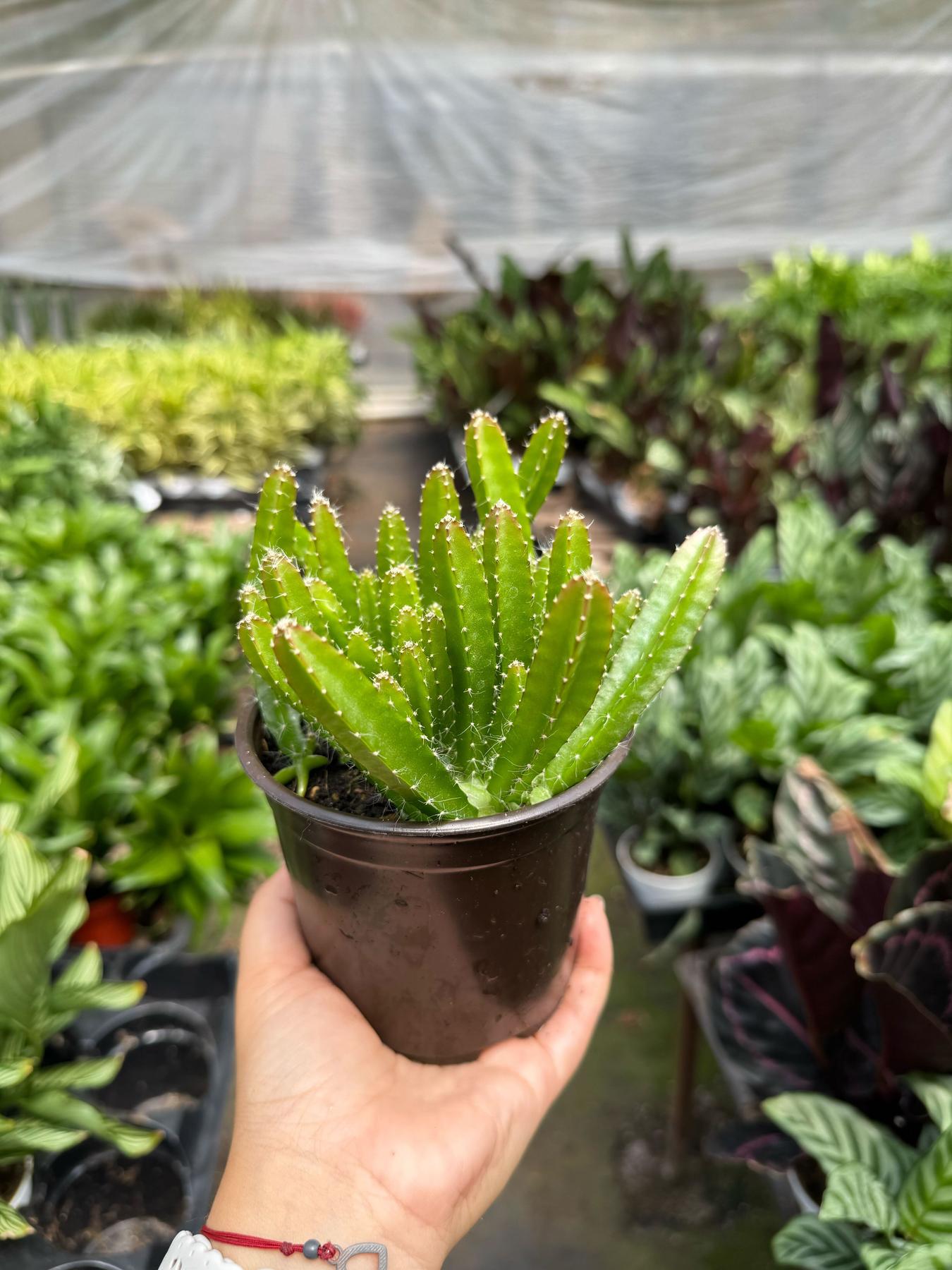 Dragon Fruit (Pitaya)-Indoor Plants-The Succulent Source