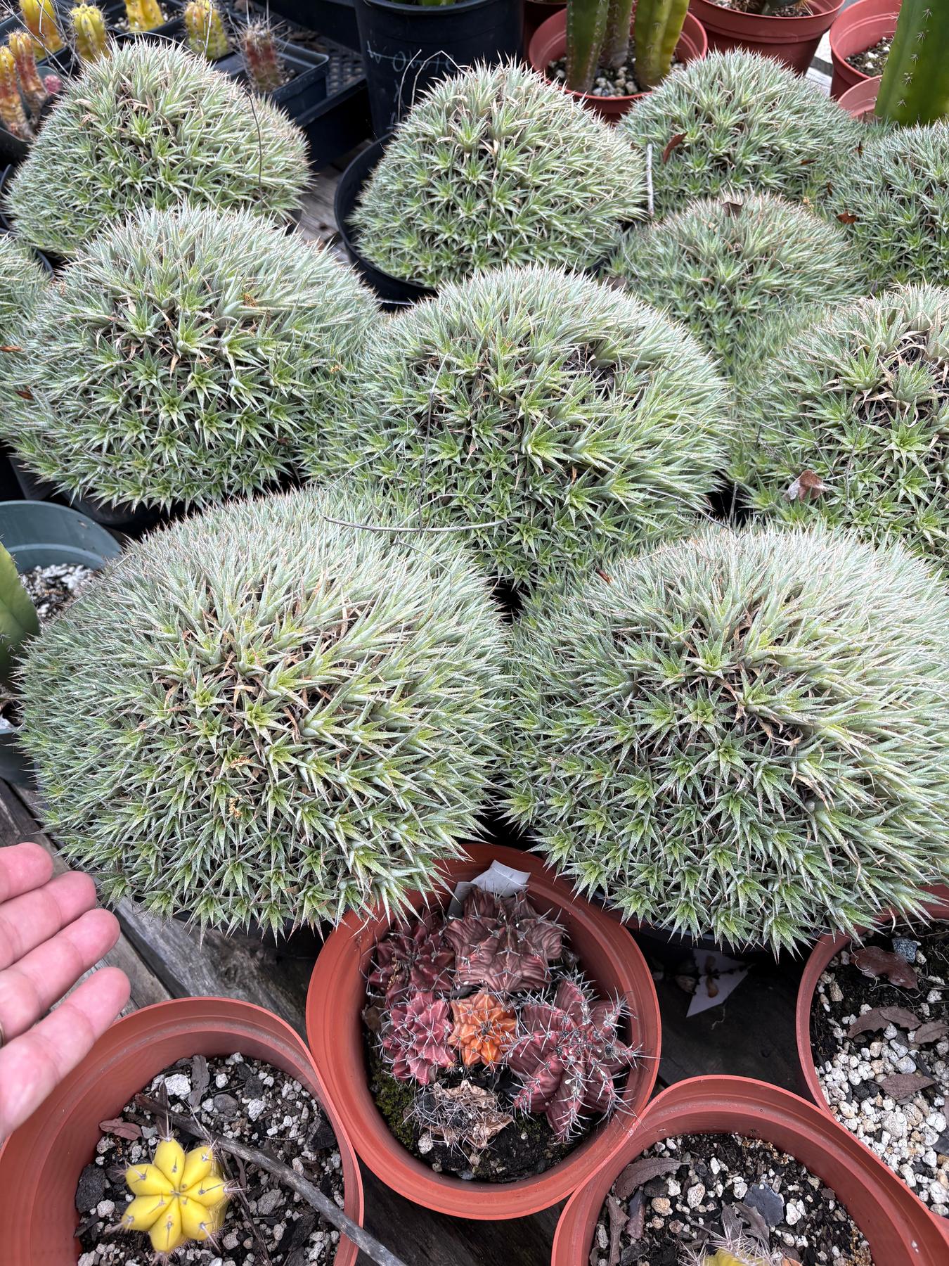 Dueterocohnia Brevifolia in 8" container-Succulent - Medium-The Succulent Source