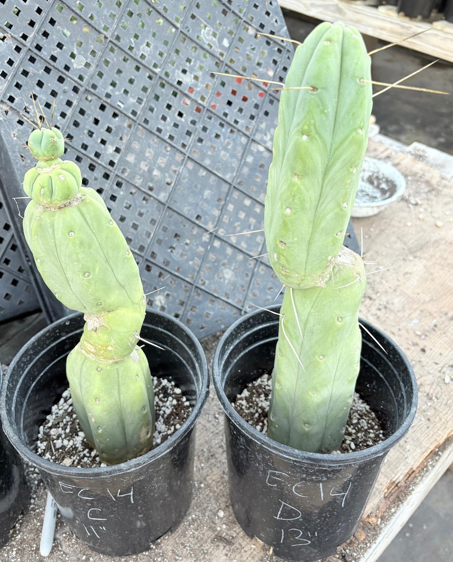#EC14 Exact Trichocereus Bridgesii "Jiimz Twin Spine" Potted Cactus A-E