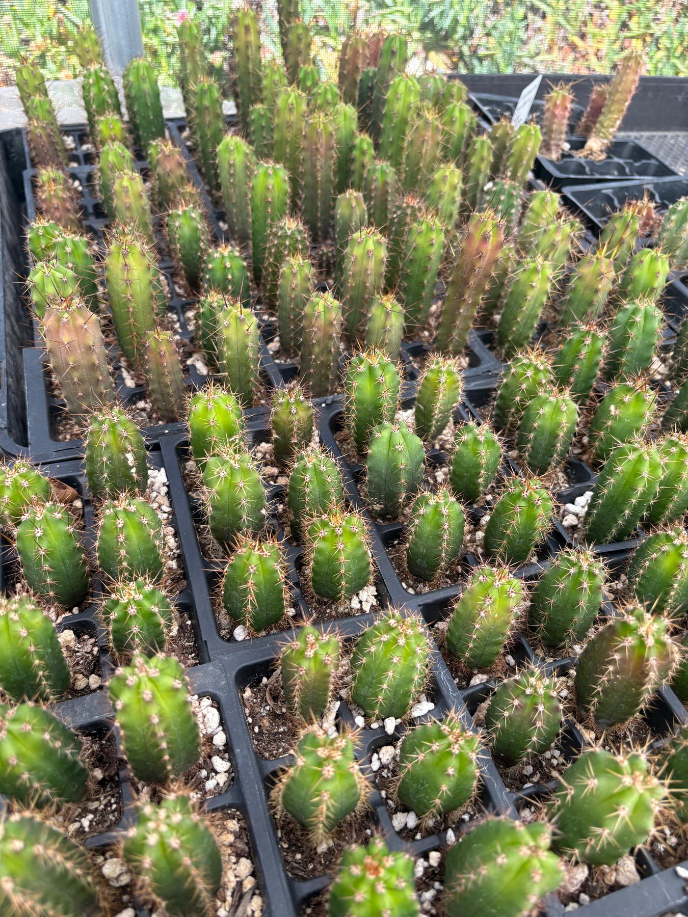 #EC01 EXACT Three Packs of Trichocereus Lost Label Cactus Seedlings 3-4"-Cactus - Large - Exact-The Succulent Source