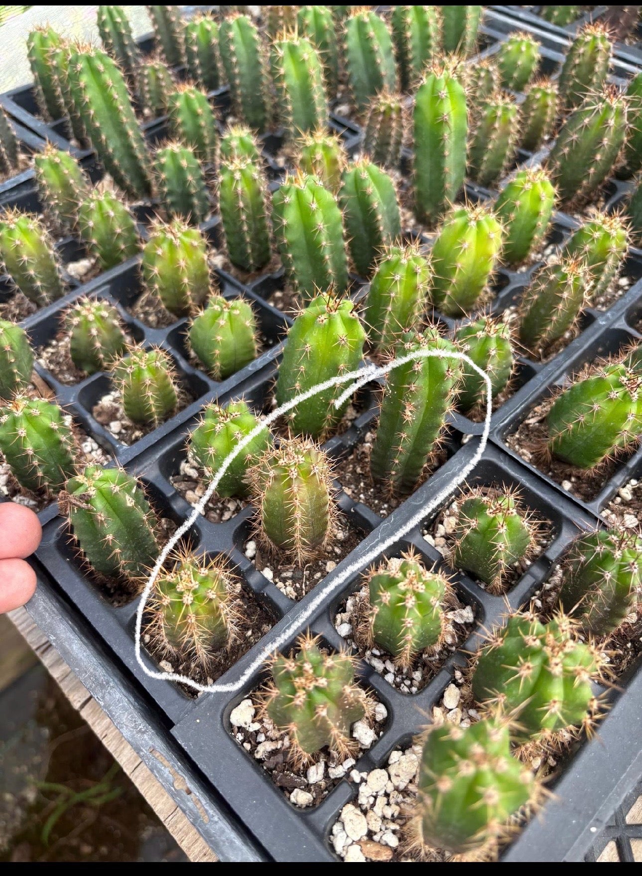 #EC01 EXACT Three Packs of Trichocereus Lost Label Cactus Seedlings 3-4"-Cactus - Large - Exact-The Succulent Source