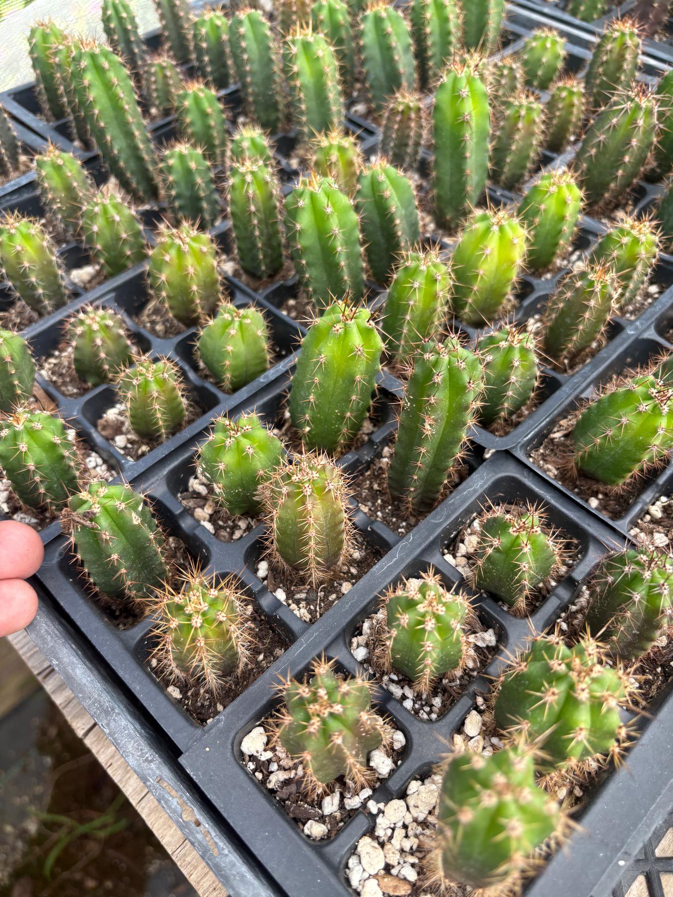 best san pedro cactus #EC01 EXACT Three Packs of Trichocereus Lost Label Cactus Seedlings 3-4"