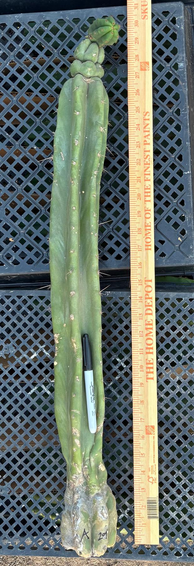 #EC02 EXACT Trichocereus Jiimz Huanucoensis Cactus CUTTING 29”-Cactus - Large - Exact-The Succulent Source