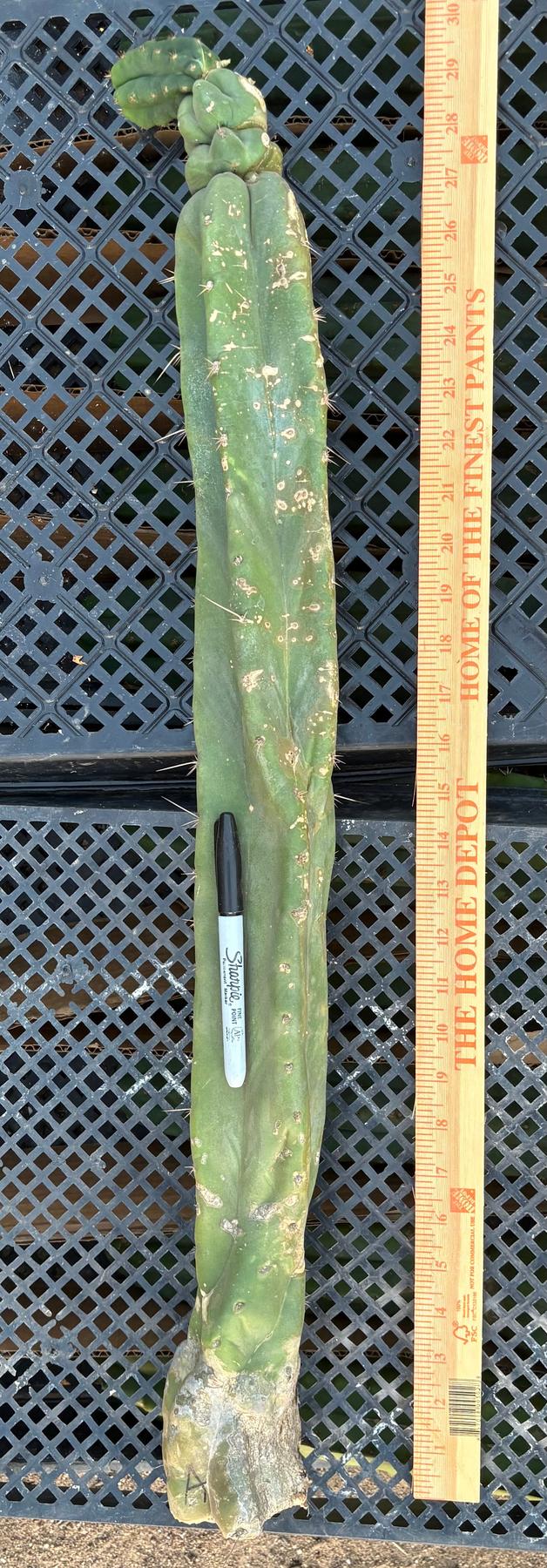 #EC02 EXACT Trichocereus Jiimz Huanucoensis Cactus CUTTING 29”-Cactus - Large - Exact-The Succulent Source
