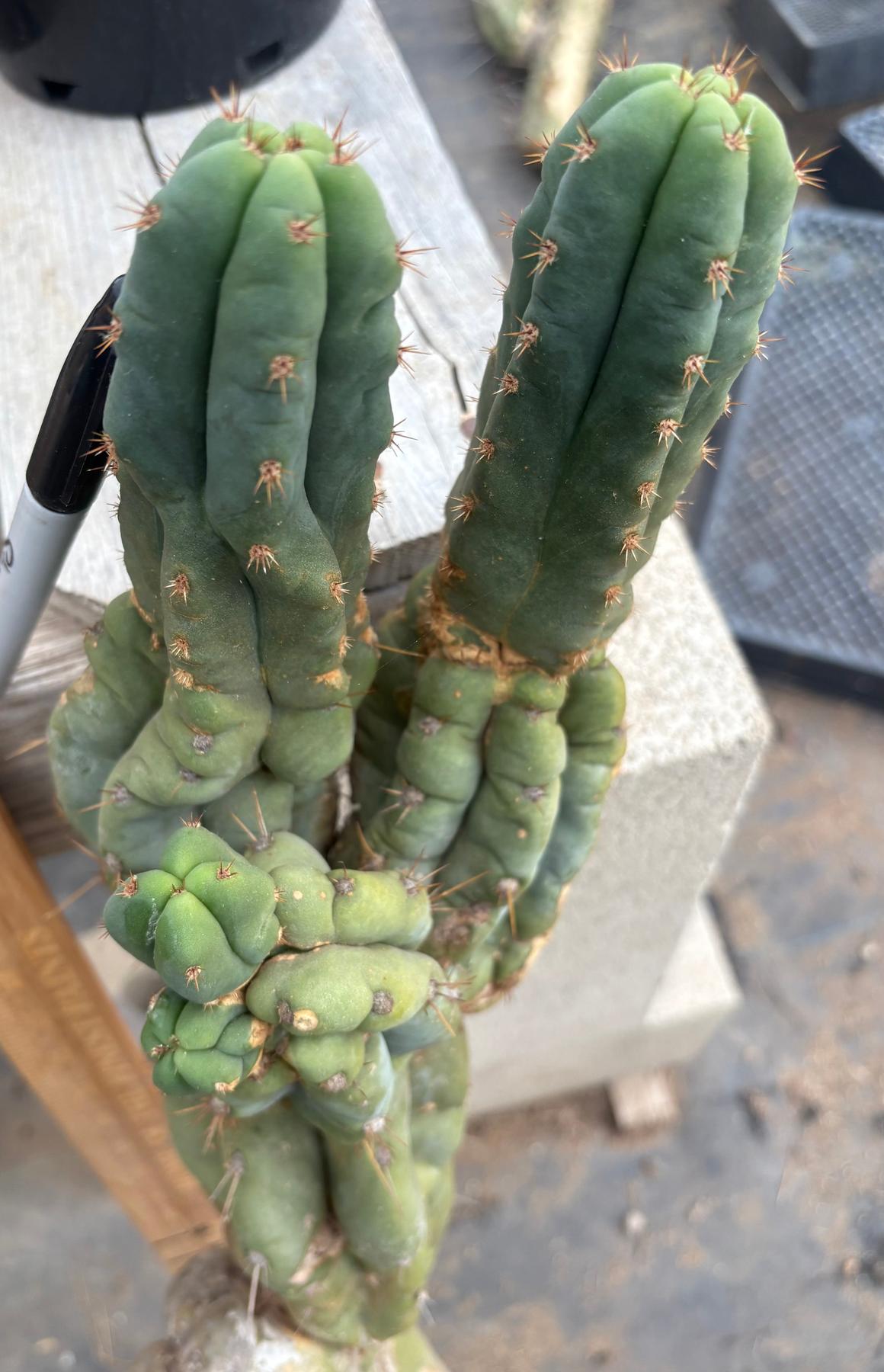 #EC02 EXACT Trichocereus Jiimz Huanucoensis Cactus CUTTING 33”+-Cactus - Large - Exact-The Succulent Source