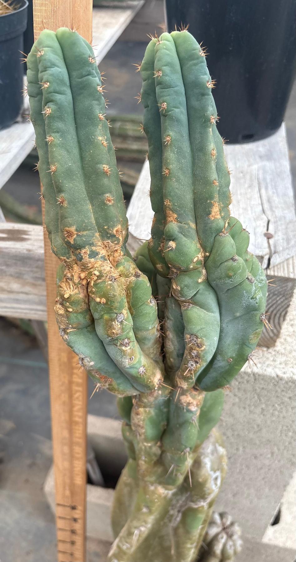 #EC02 EXACT Trichocereus Jiimz Huanucoensis Cactus CUTTING 33”+-Cactus - Large - Exact-The Succulent Source