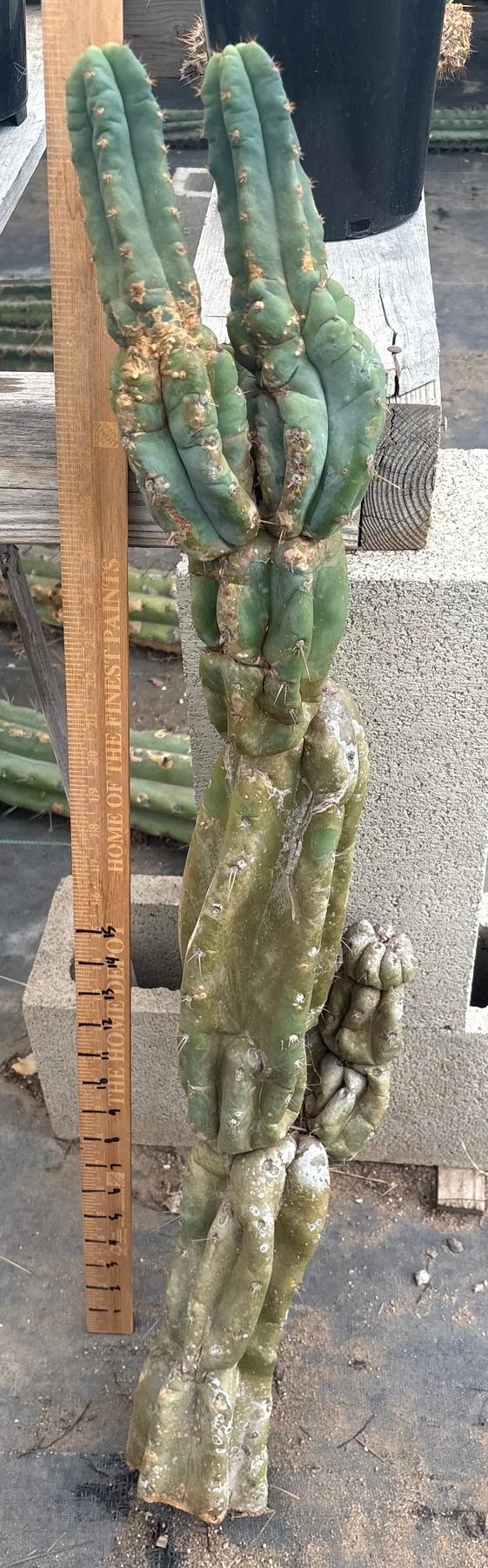 #EC02 EXACT Trichocereus Jiimz Huanucoensis Cactus CUTTING 33”+-Cactus - Large - Exact-The Succulent Source