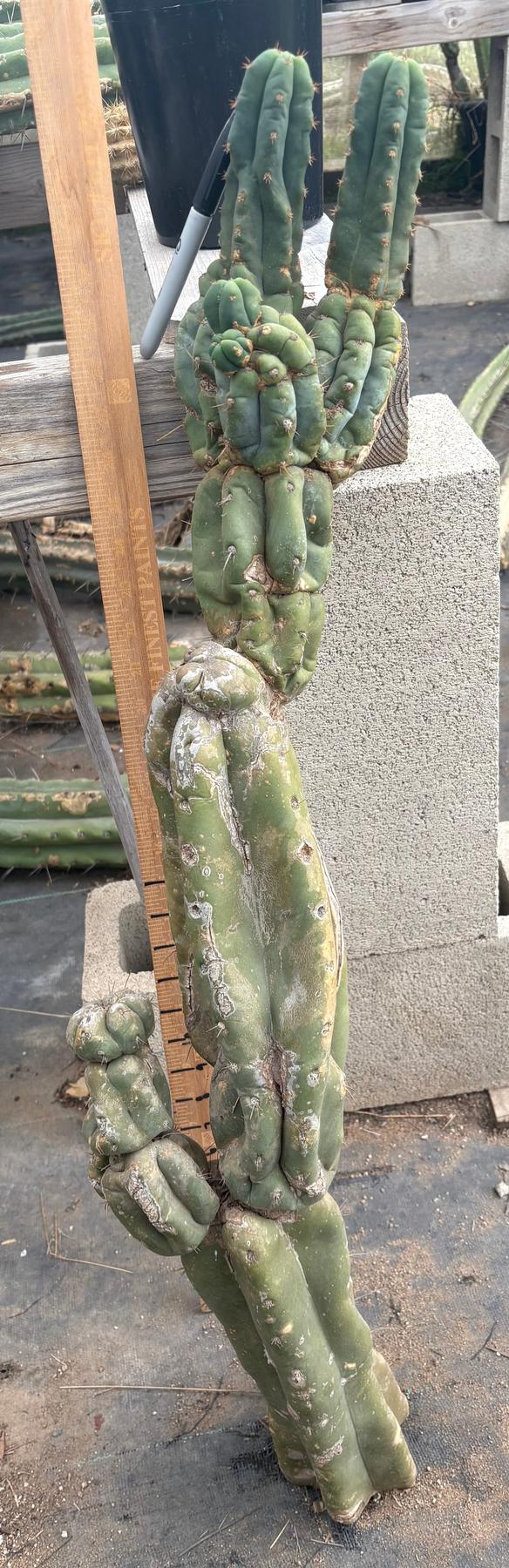 #EC02 EXACT Trichocereus Jiimz Huanucoensis Cactus CUTTING 33”+-Cactus - Large - Exact-The Succulent Source