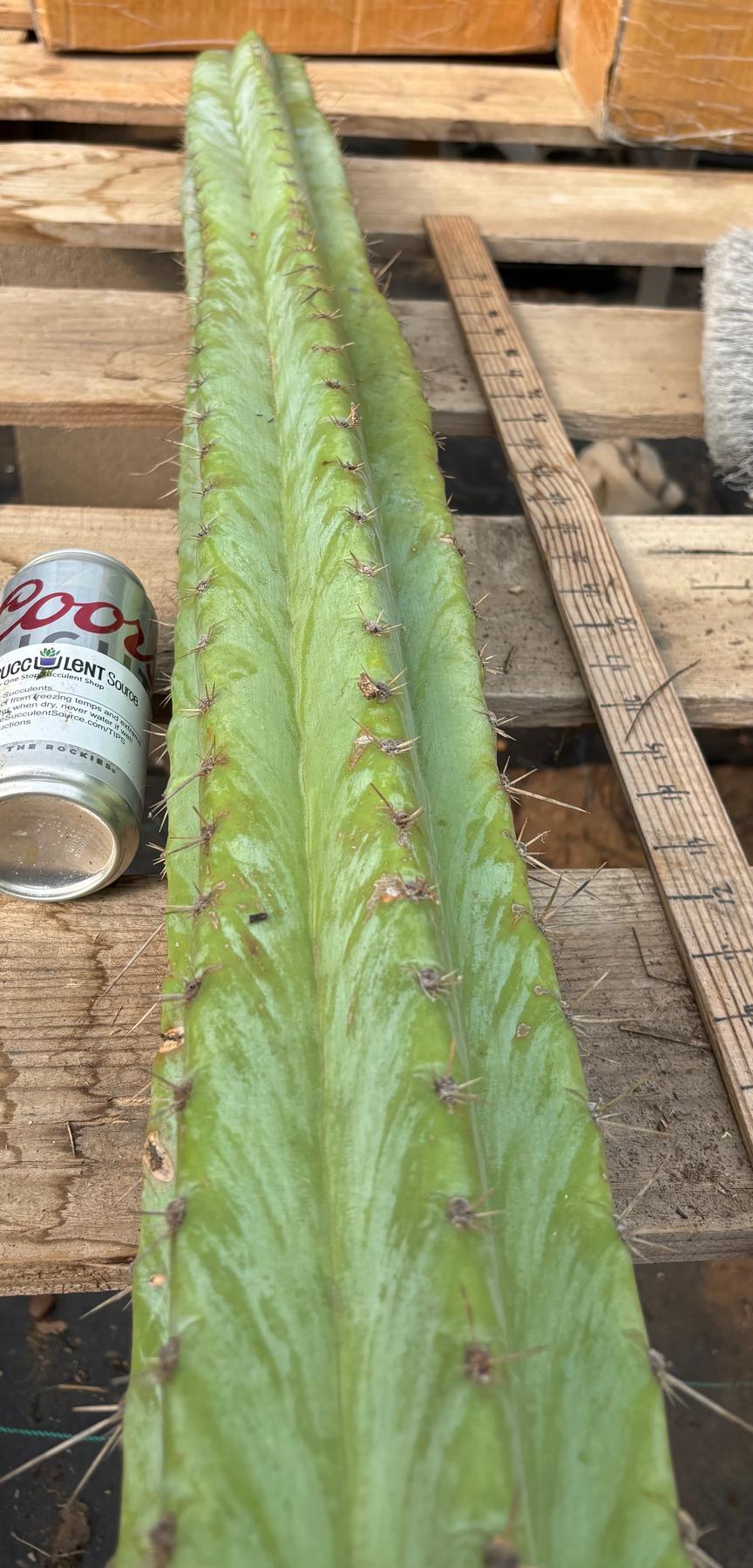 #EC02 Peruvianis argentCactus CUTTING 33”-Cactus - Large - Exact-The Succulent Source