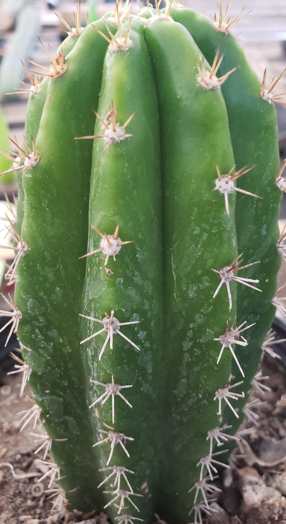 #EC04 EXACT Trichocereus Pachanoi Jiimz Long Spine Cactus 6”-Cactus - Large - Exact-The Succulent Source