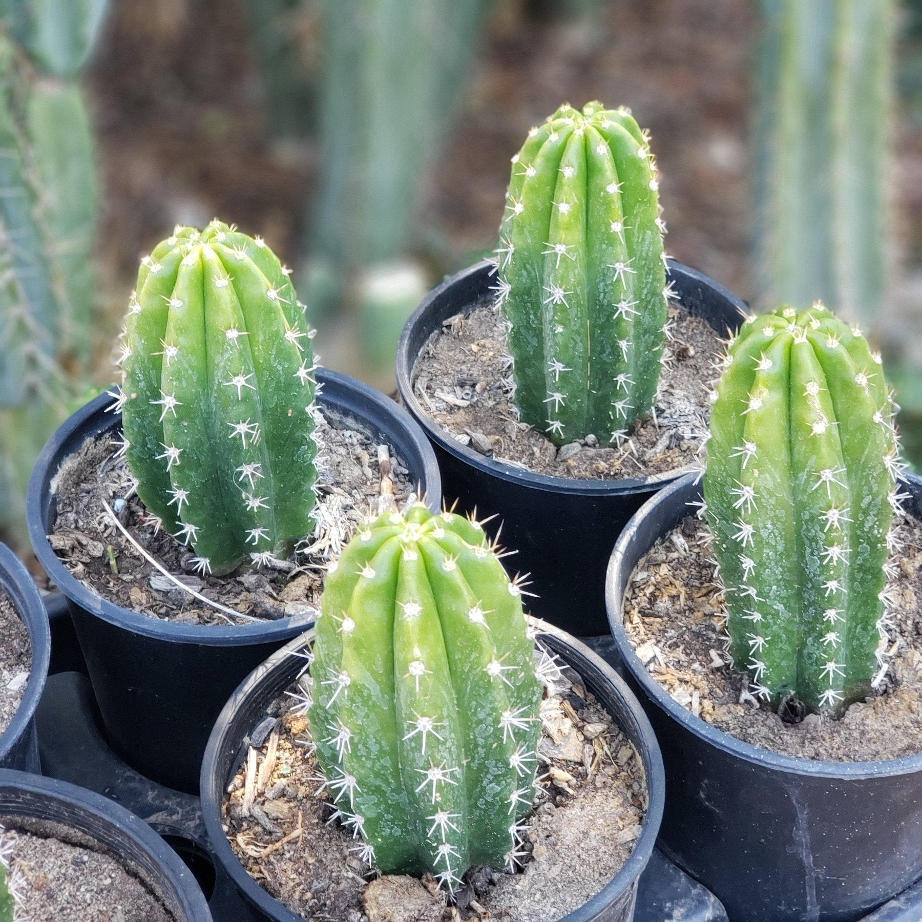 #EC04 EXACT Trichocereus Pachanoi Jiimz Long Spine Cactus 6”-Cactus - Large - Exact-The Succulent Source