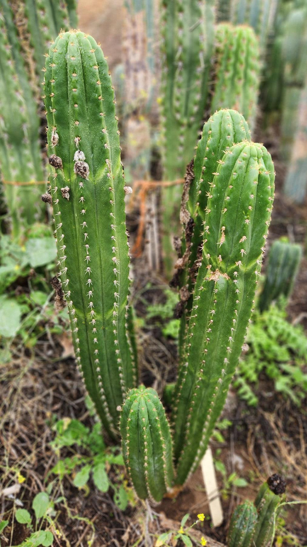 #EC04 EXACT Trichocereus Pachanoi Jiimz Long Spine Cactus 12-14"-Cactus - Large - Exact-The Succulent Source