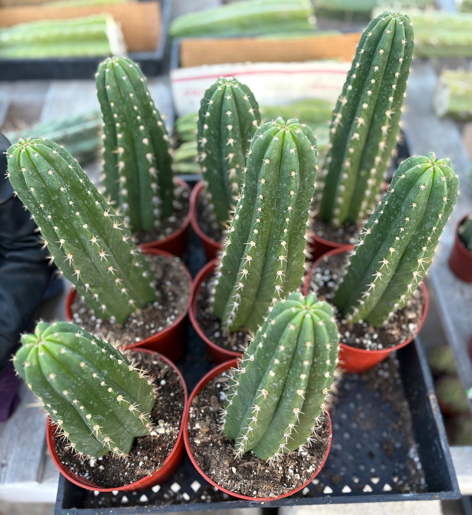 #EC04 EXACT Trichocereus Pachanoi Jiimz Long Spine Cactus Potted Options-Cactus - Large - Exact-The Succulent Source