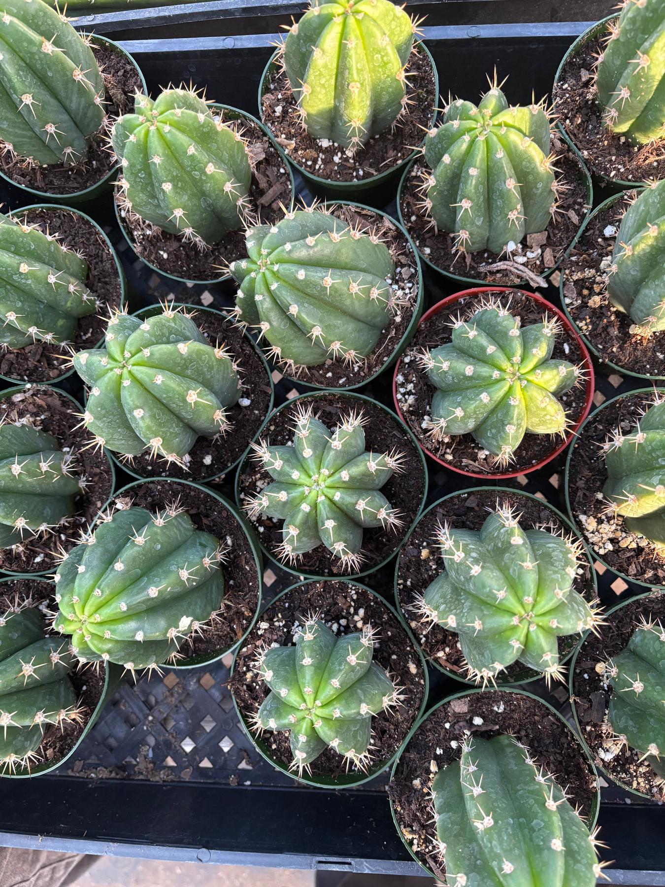 #EC04 EXACT Trichocereus Pachanoi Jiimz Long Spine Cactus Potted Options-Cactus - Large - Exact-The Succulent Source