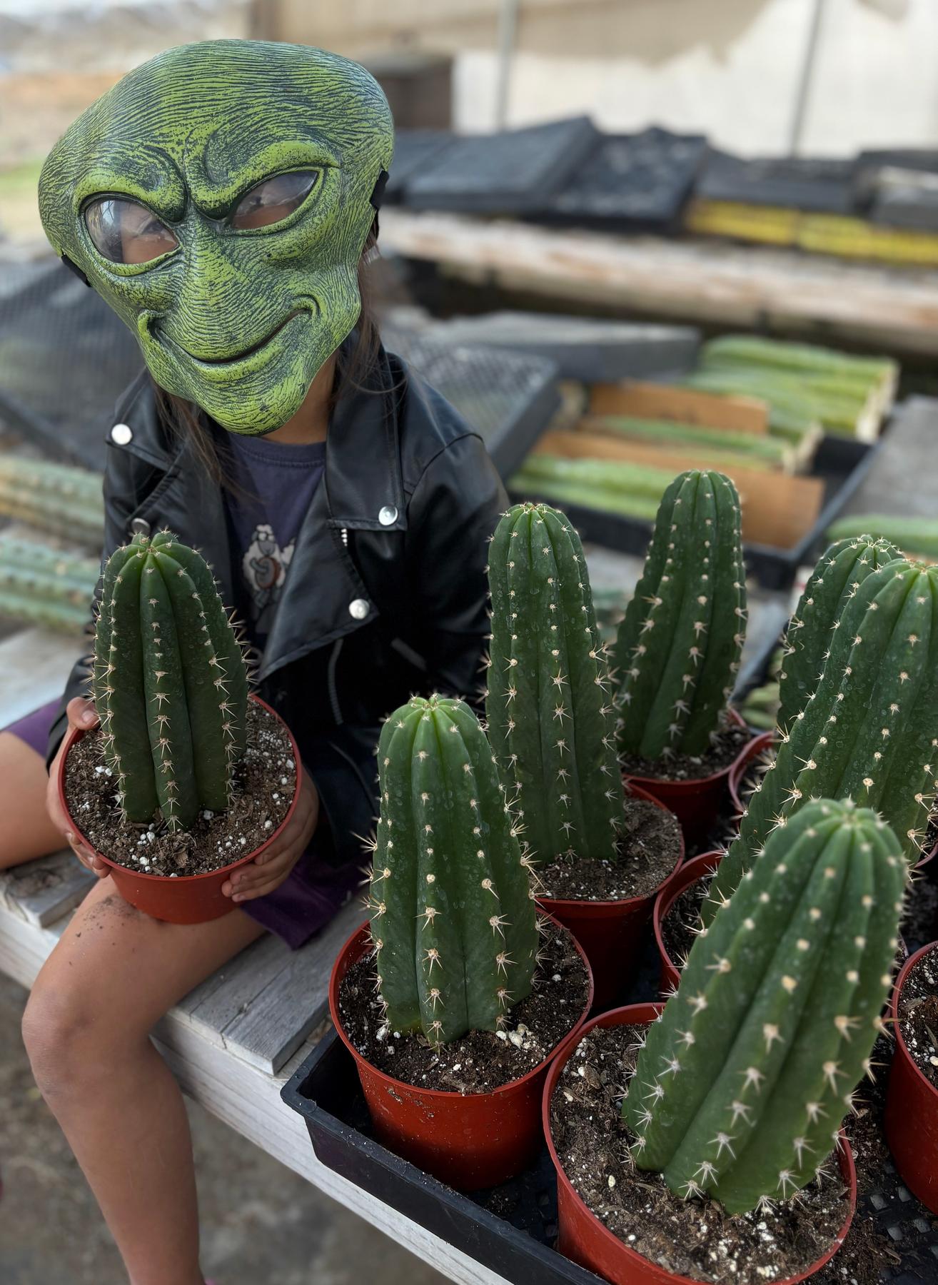 #EC04 EXACT Trichocereus Pachanoi Jiimz Long Spine Cactus Potted Options-Cactus - Large - Exact-The Succulent Source