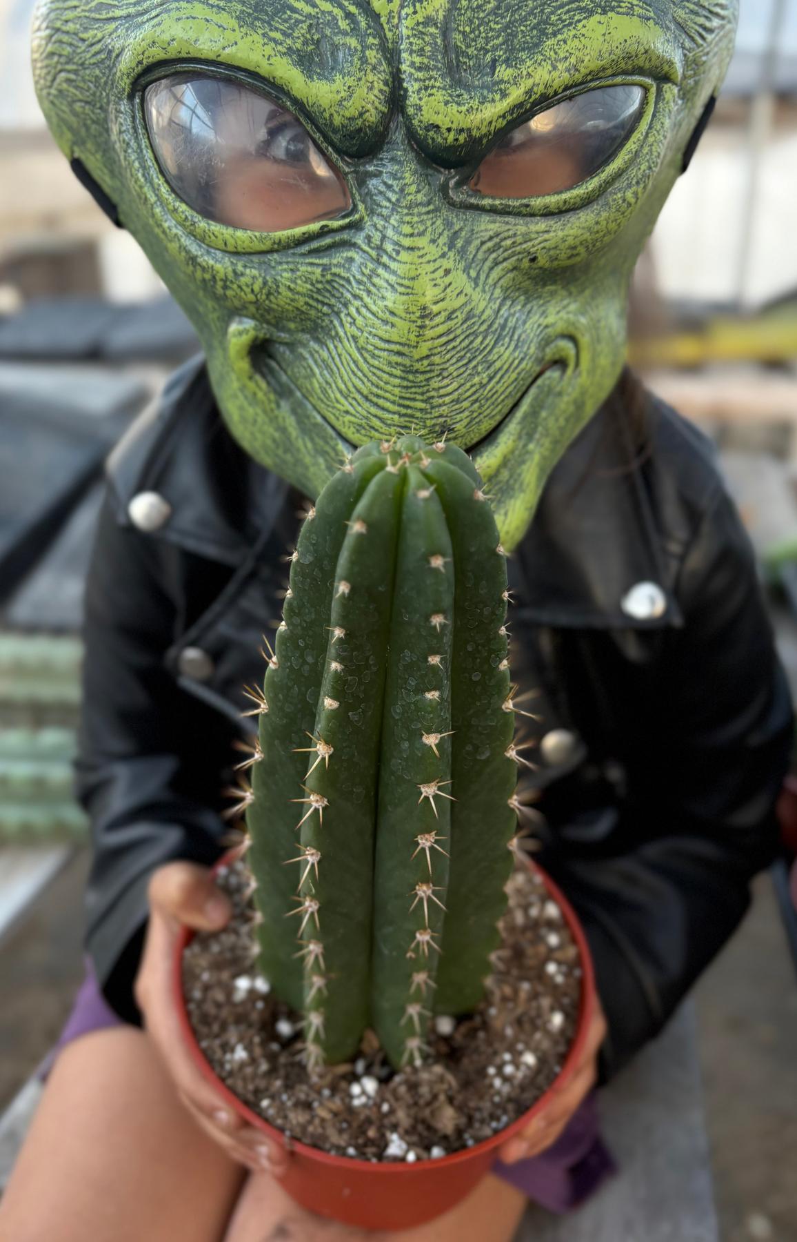san pedro cactus guy #EC04 Trichocereus Pachanoi Jiimz Long Spine Cactus Potted Options Pachanoi Jiimz Long Spine 8-10” Potted in 6” container