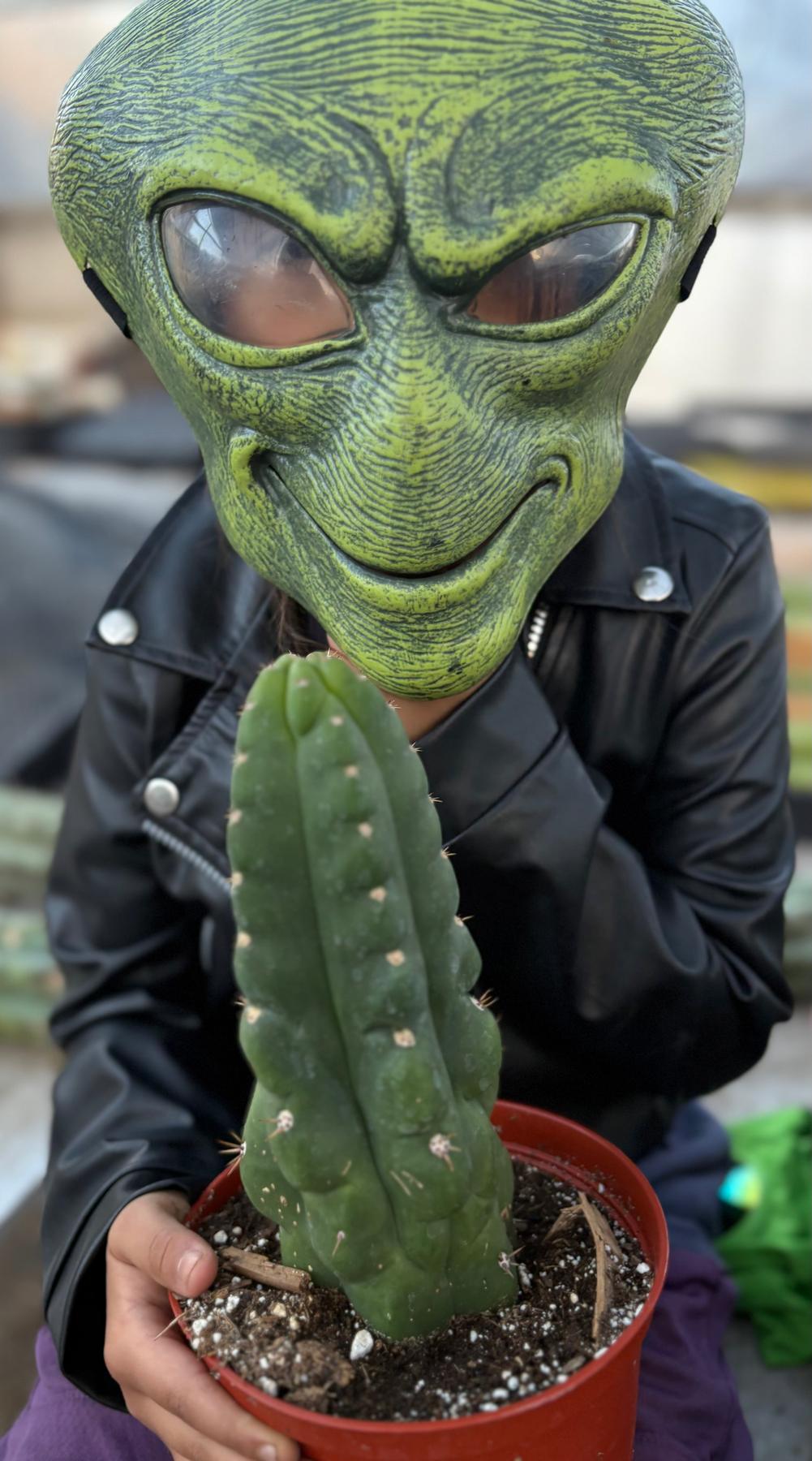 #EC05 EXACT Trichocereus Pachanoi Monstrose Revert Cactus-Cactus - Large - Exact-The Succulent Source