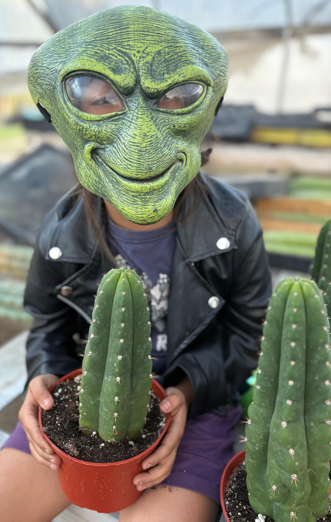 #EC05 EXACT Trichocereus Pachanoi Monstrose Revert Cactus-Cactus - Large - Exact-The Succulent Source