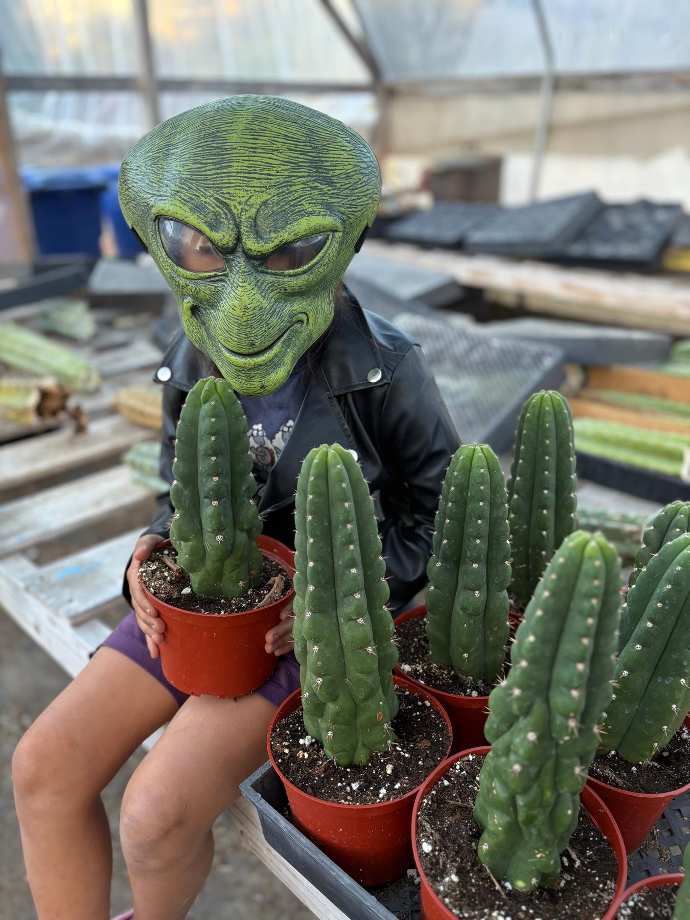 #EC05 EXACT Trichocereus Pachanoi Monstrose Revert Cactus-Cactus - Large - Exact-The Succulent Source