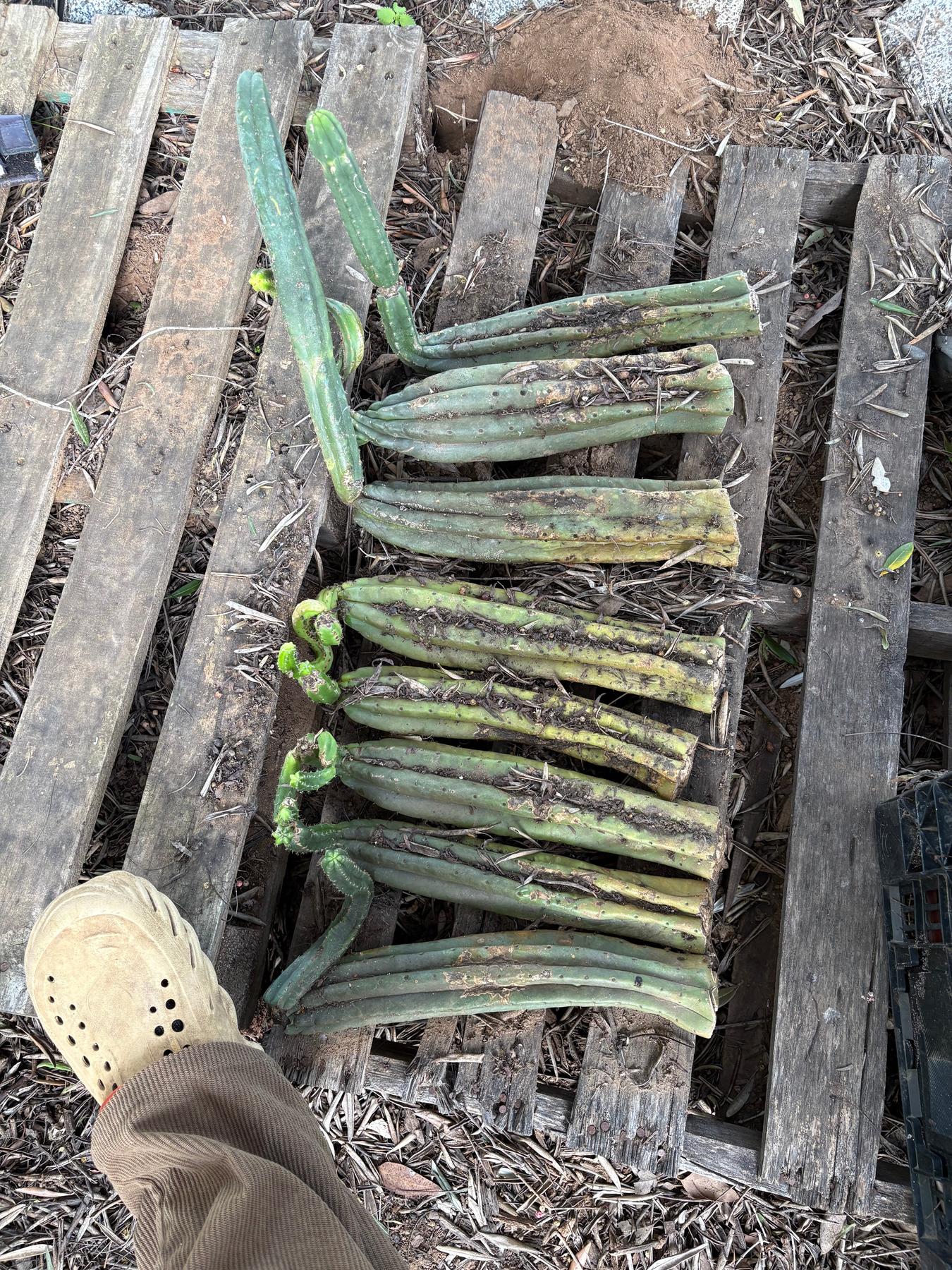 #EC06 Exact Trichocereus Pachanoi Jiimz Juul Cactus CUTTINGS and Potted 6-24"-Cactus - Large - Exact-The Succulent Source